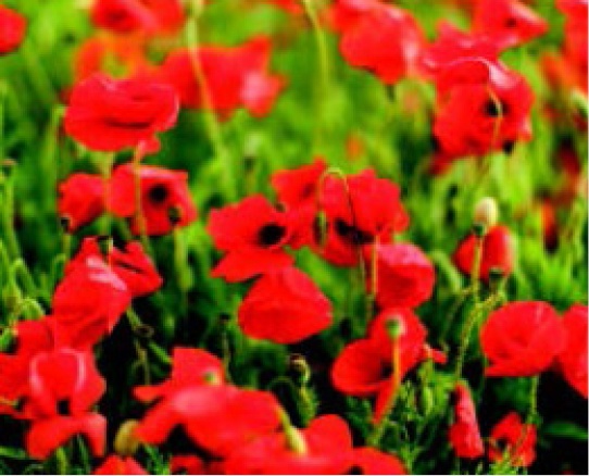 Poppies