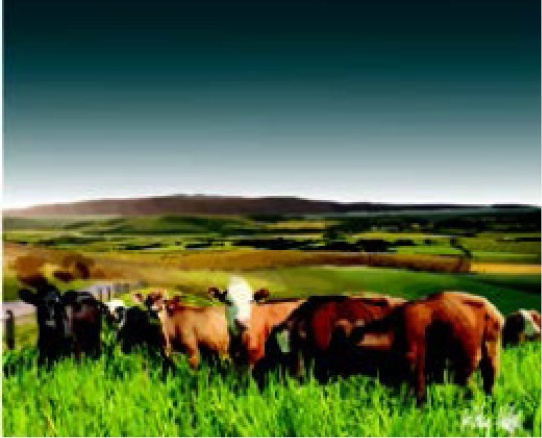 Rolling Hills