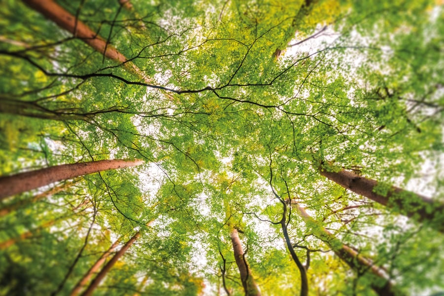 A photo of dappled sunlight coming through a canopy of trees above